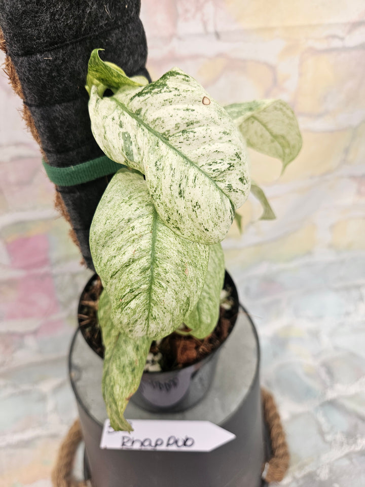 Rhaphidophora Pubulera Variegated (4in)-312
