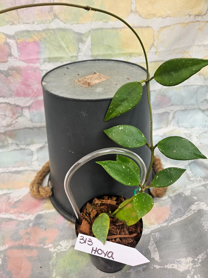Hoya Rundumensis (4in)-313