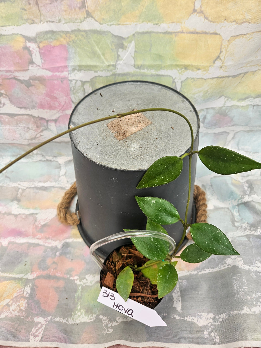 Hoya Rundumensis (4in)-313