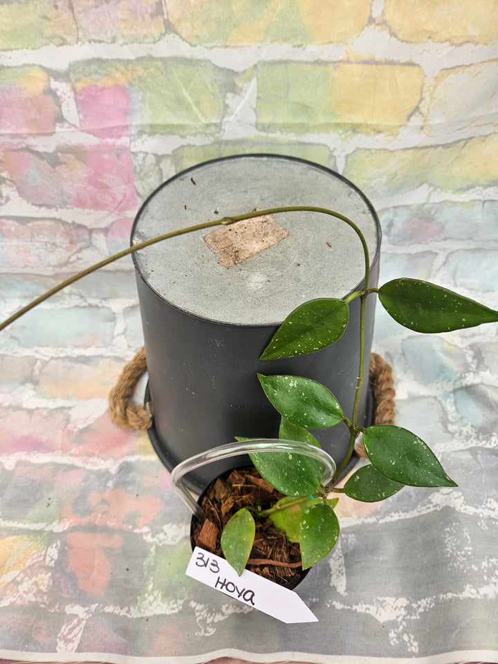 Hoya Rundumensis (4in)-313