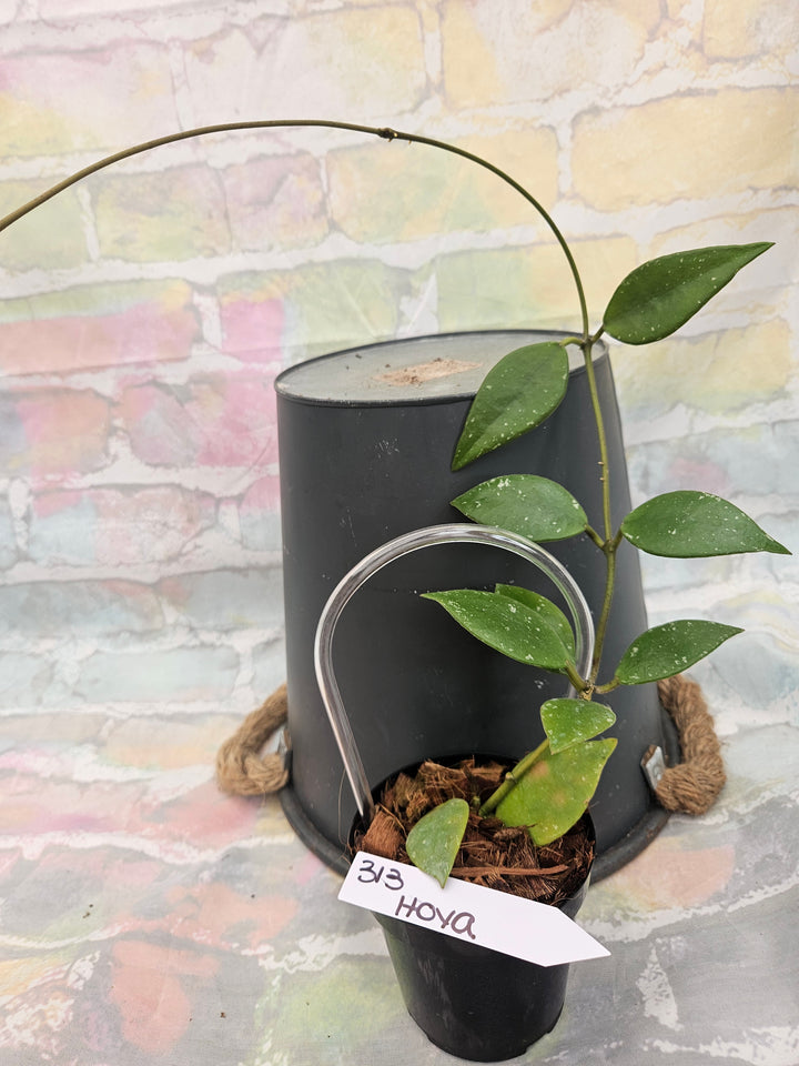Hoya Rundumensis (4in)-313