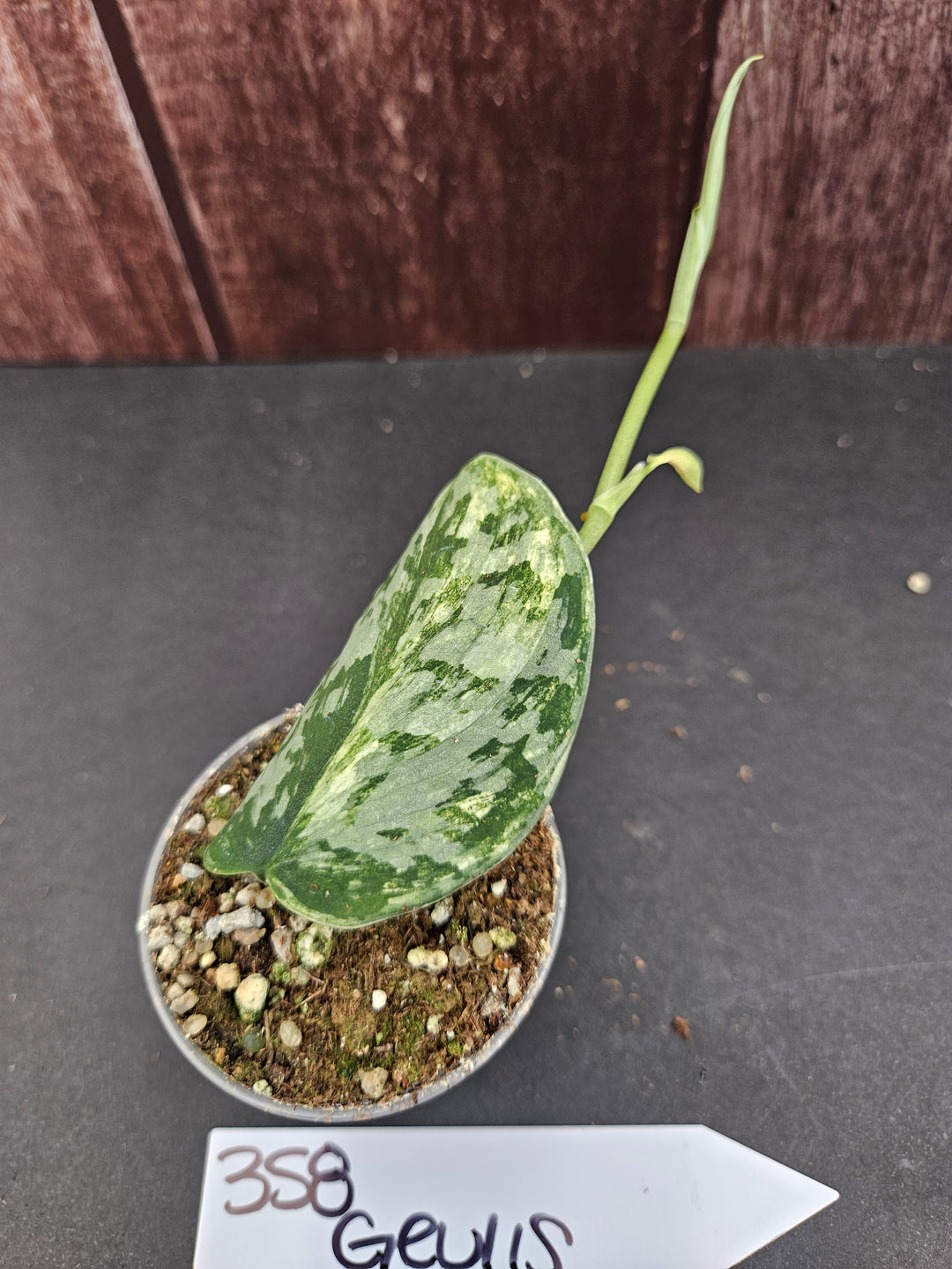 Scindapsus Variegated Geulis (2in)-358