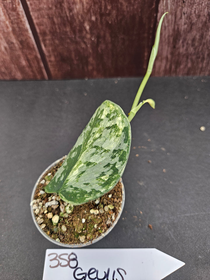Scindapsus Variegated Geulis (2in)-358