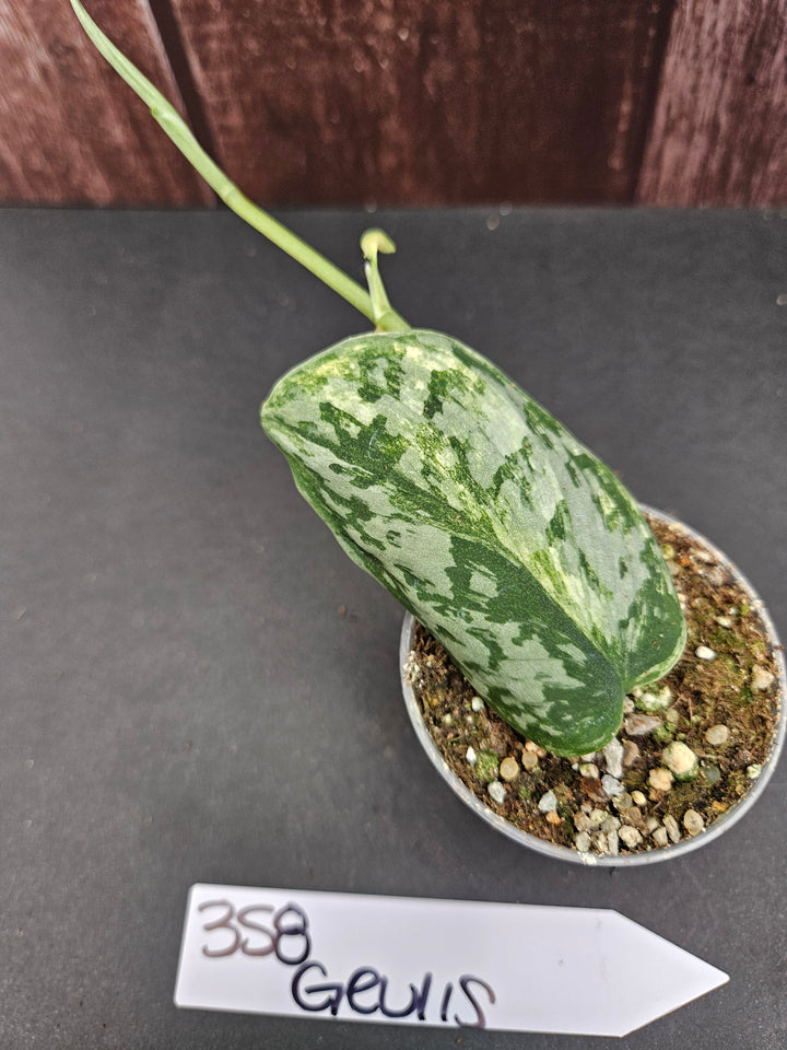 Scindapsus Variegated Geulis (2in)-358