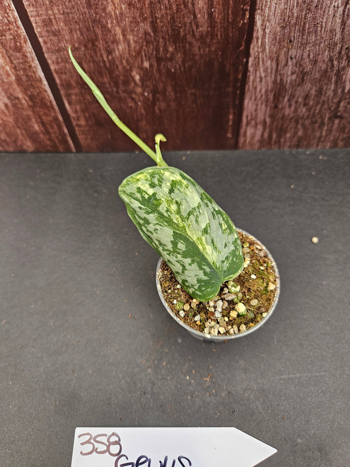 Scindapsus Variegated Geulis (2in)-358