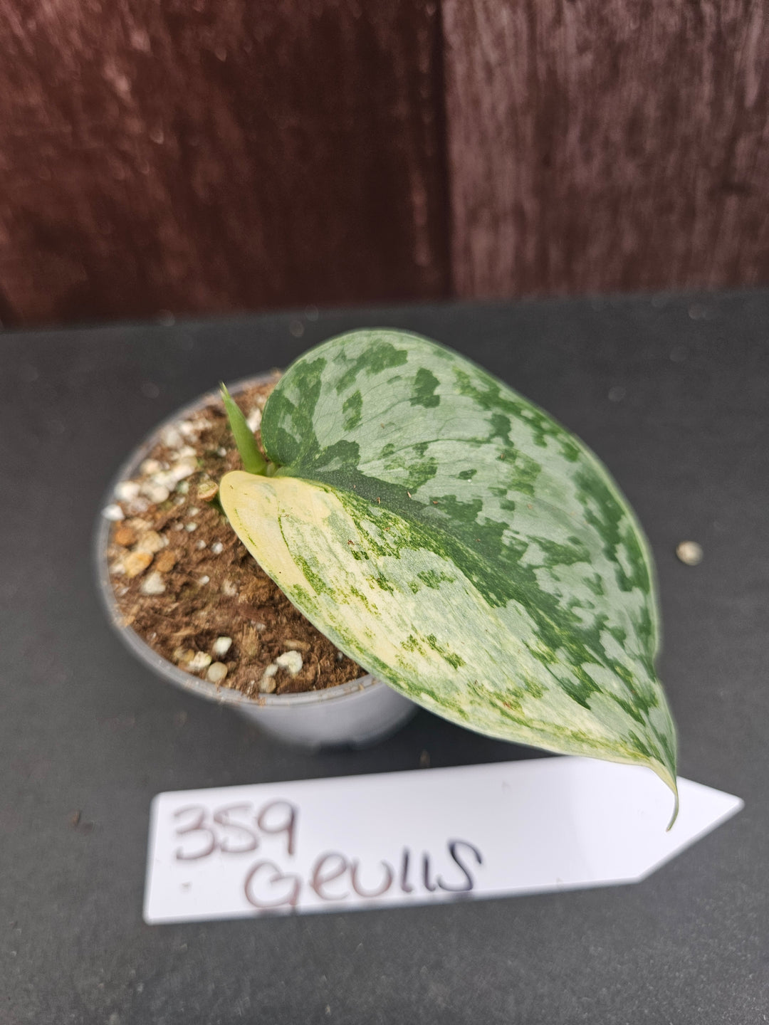 Scindapsus Variegated Geulis (2in)-359