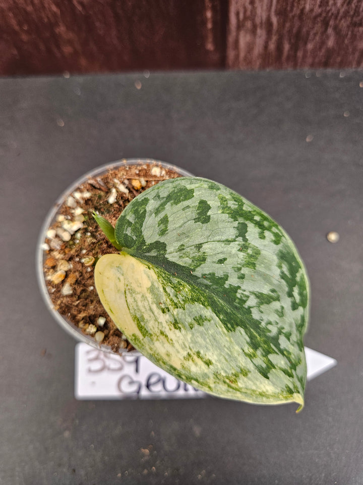 Scindapsus Variegated Geulis (2in)-359