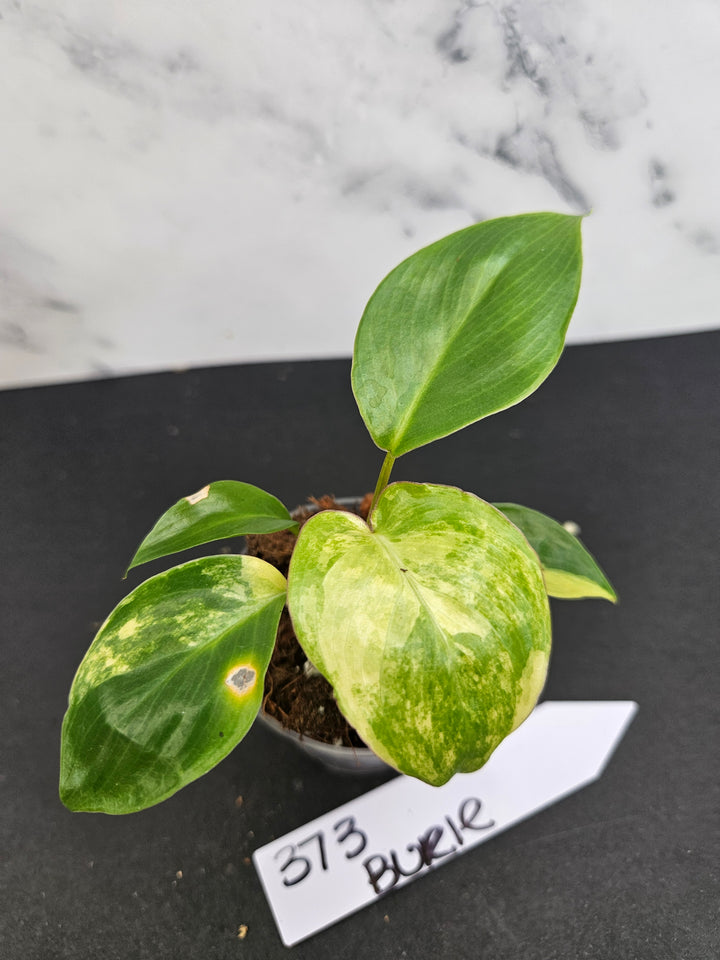 Philodendron Burle Marx (2in)-373