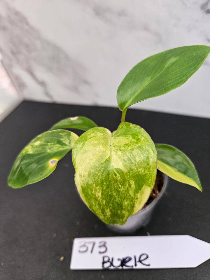 Philodendron Burle Marx (2in)-373