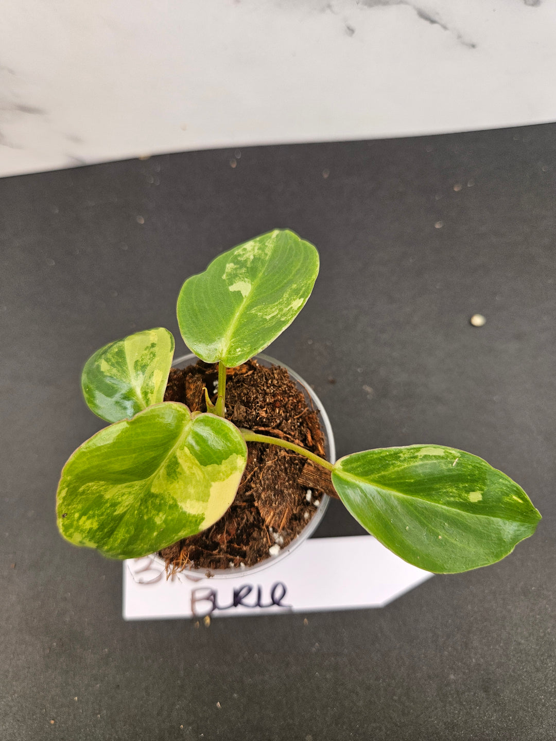 Philodendron Burle Marx (2in)-376