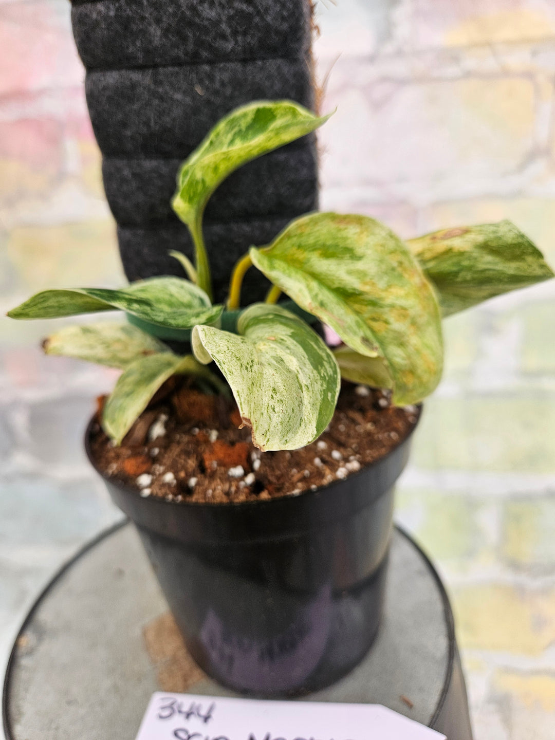 Scindapsus Jade Satin Marble (4in)-344