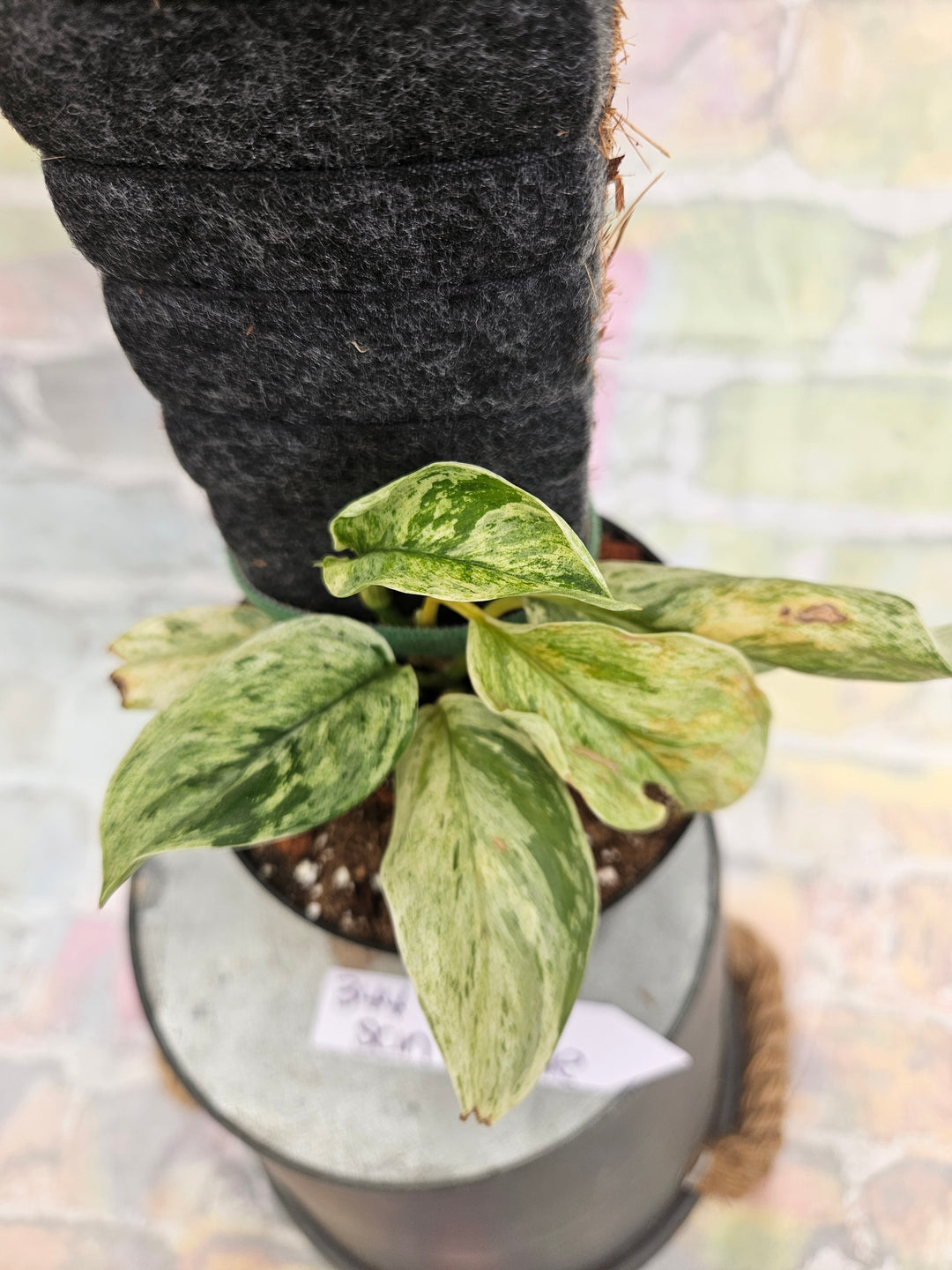 Scindapsus Jade Satin Marble (4in)-344