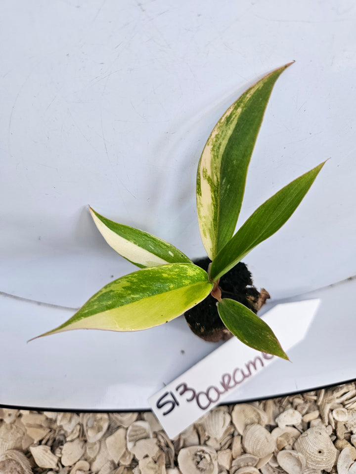 Philodendron Caramel Marble-513