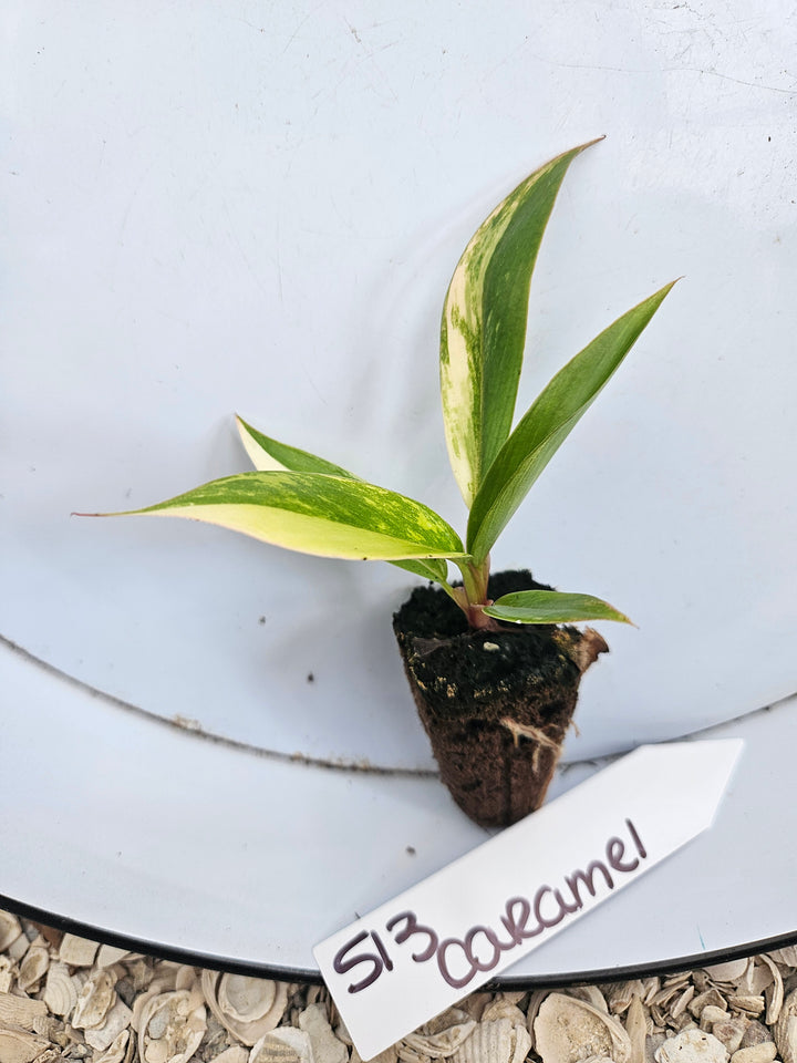 Philodendron Caramel Marble-513