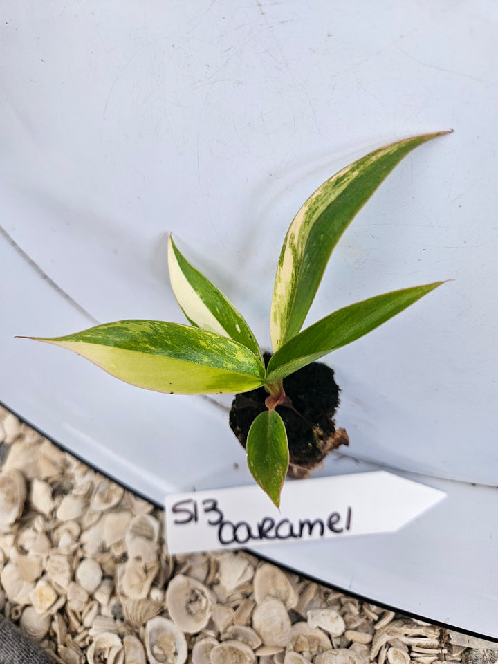 Philodendron Caramel Marble-513