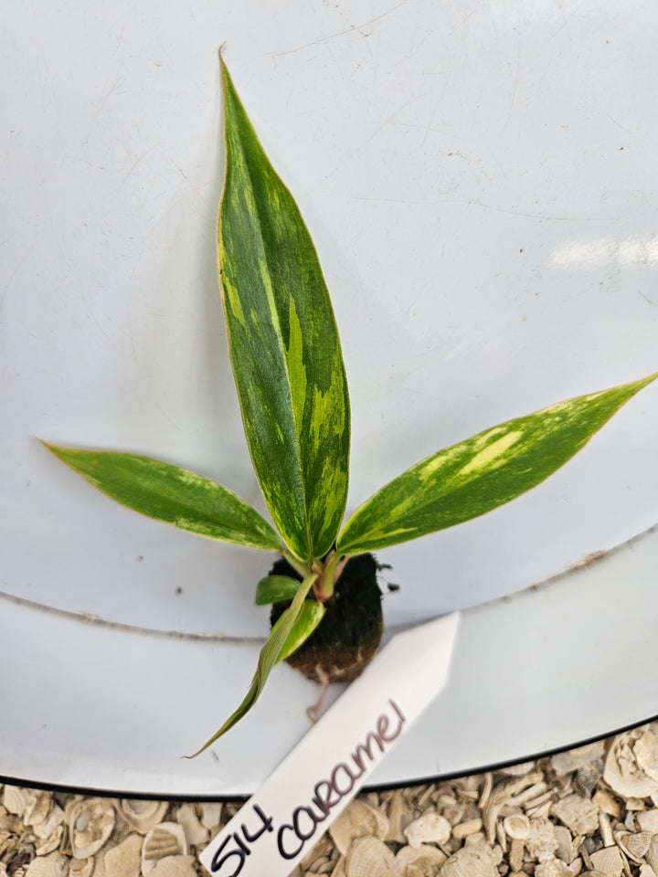Philodendron Caramel Marble-514