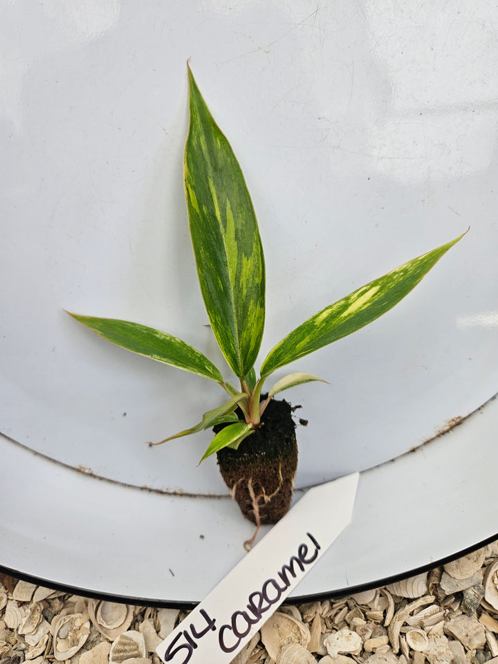 Philodendron Caramel Marble-514