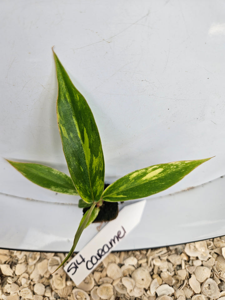 Philodendron Caramel Marble-514