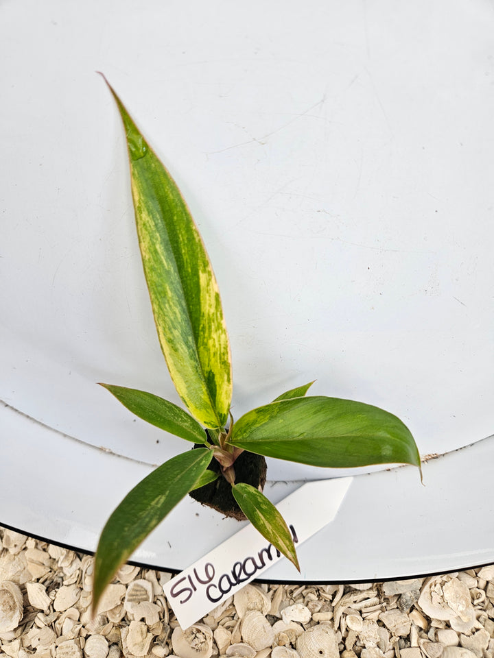Philodendron Caramel Marble-516