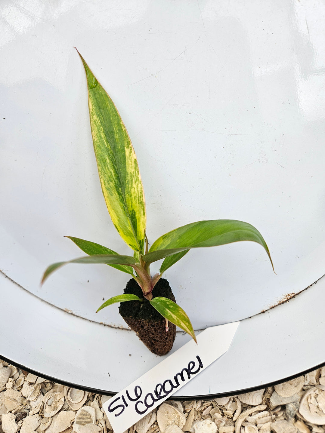 Philodendron Caramel Marble-516