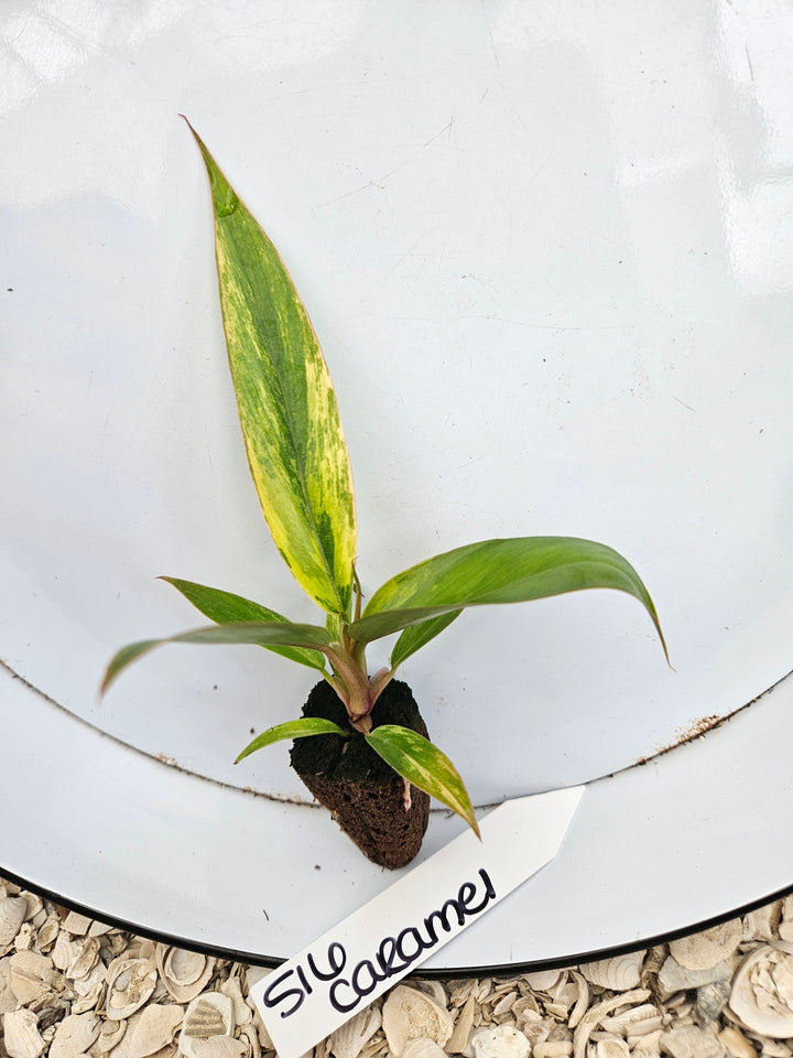 Philodendron Caramel Marble-516