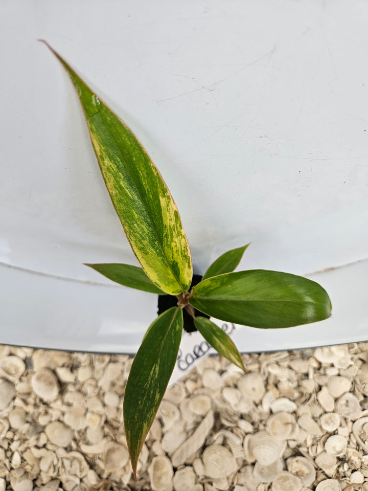 Philodendron Caramel Marble-516