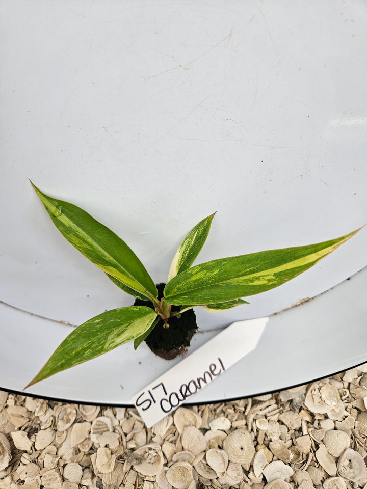 Philodendron Caramel Marble-517