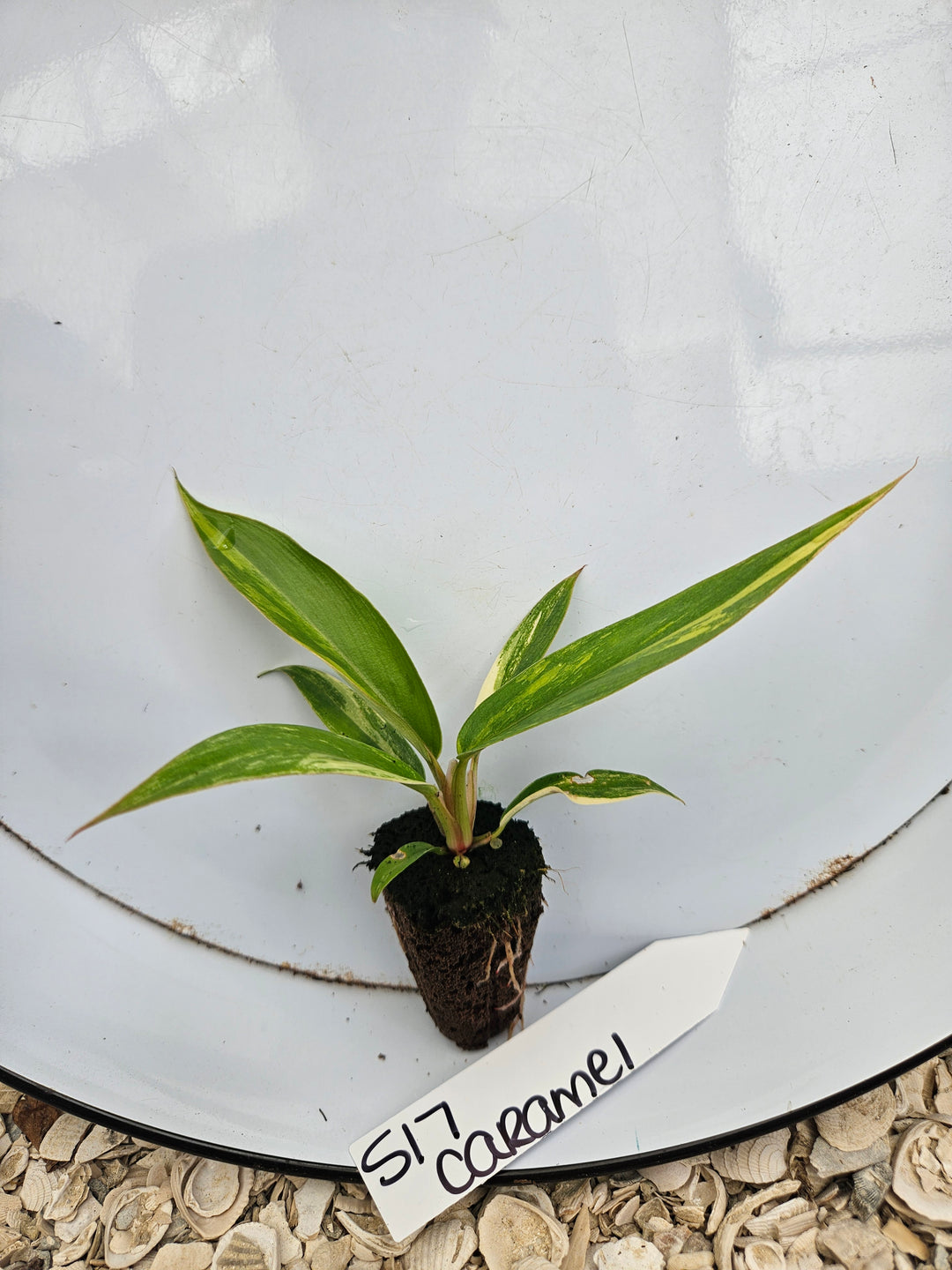 Philodendron Caramel Marble-517
