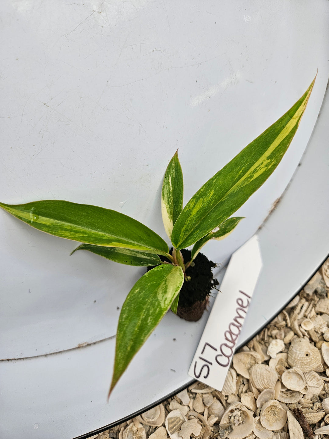 Philodendron Caramel Marble-517