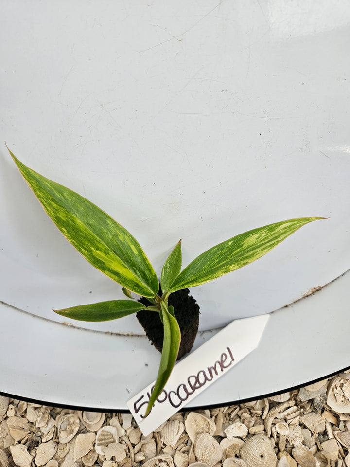 Philodendron Caramel Marble-518