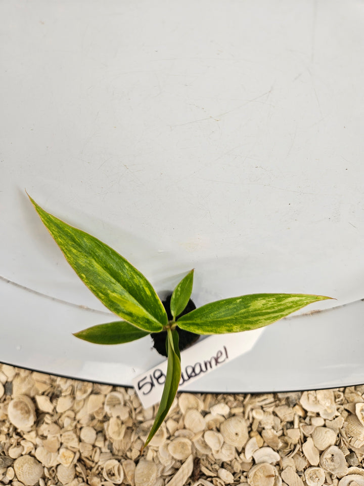 Philodendron Caramel Marble-518