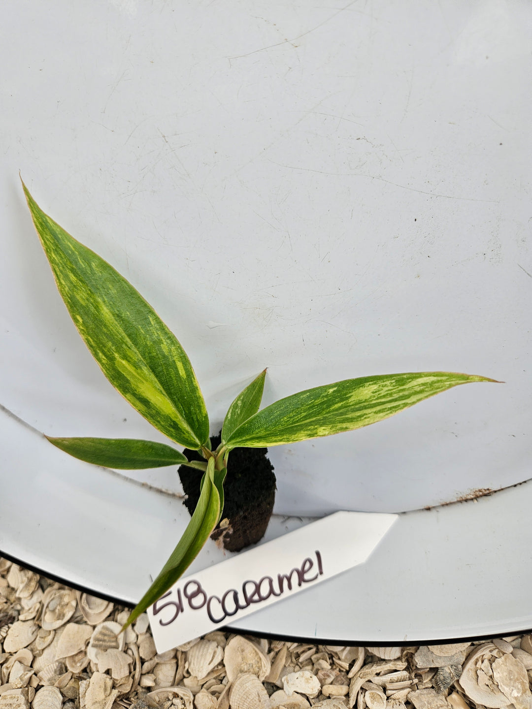 Philodendron Caramel Marble-518