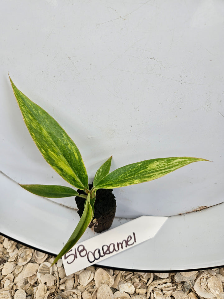 Philodendron Caramel Marble-518