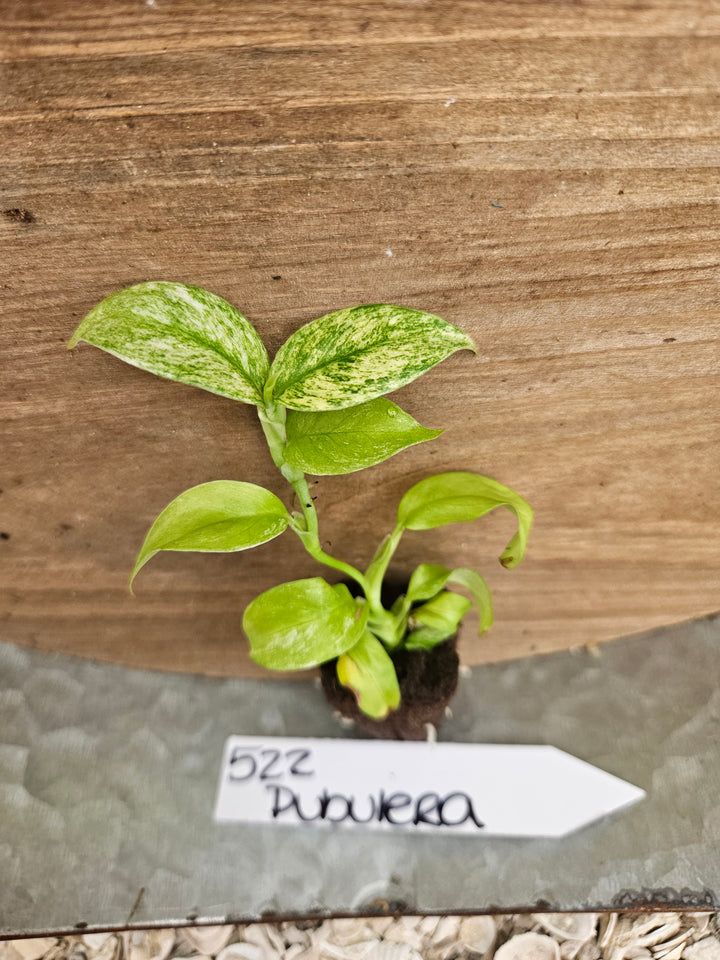 Rhaphidophora Pubulera Variegated-522