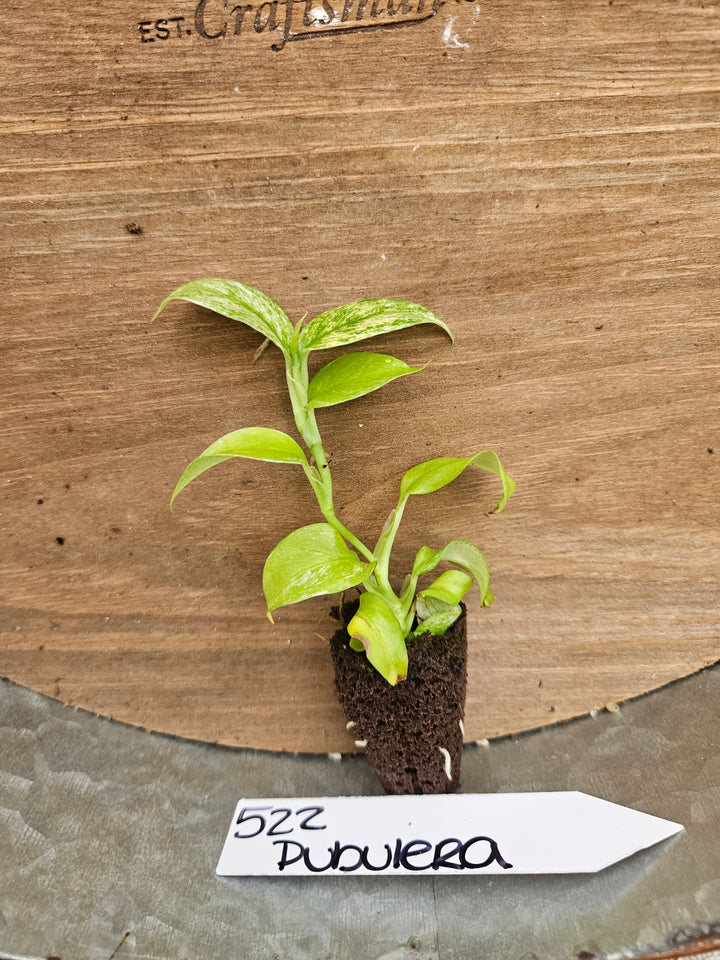 Rhaphidophora Pubulera Variegated-522