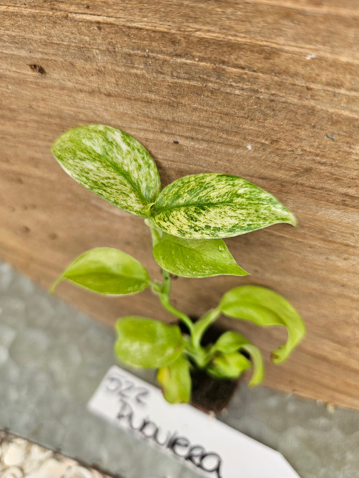 Rhaphidophora Pubulera Variegated-522