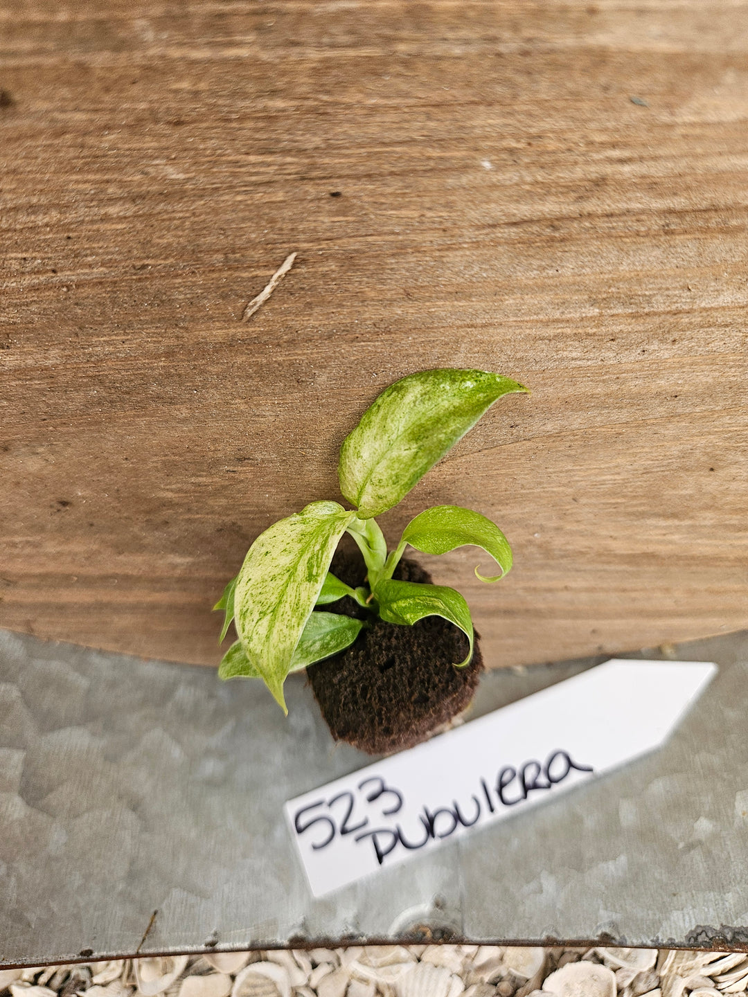 Rhaphidophora Pubulera Variegated-523