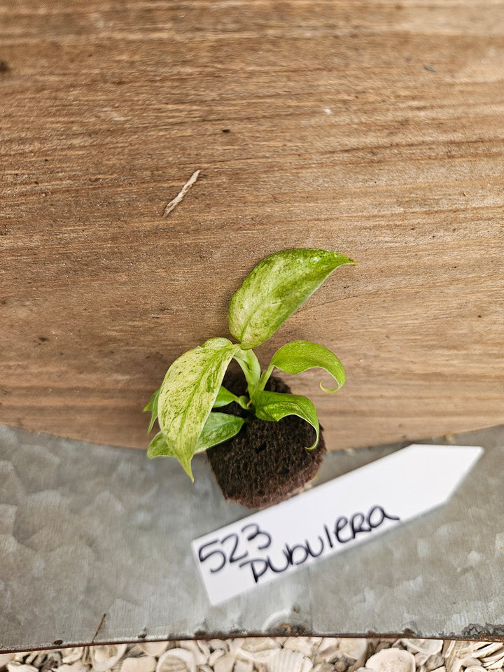 Rhaphidophora Pubulera Variegated-523