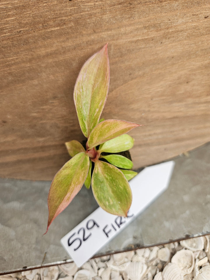 Philodendron Fire Tiger-529