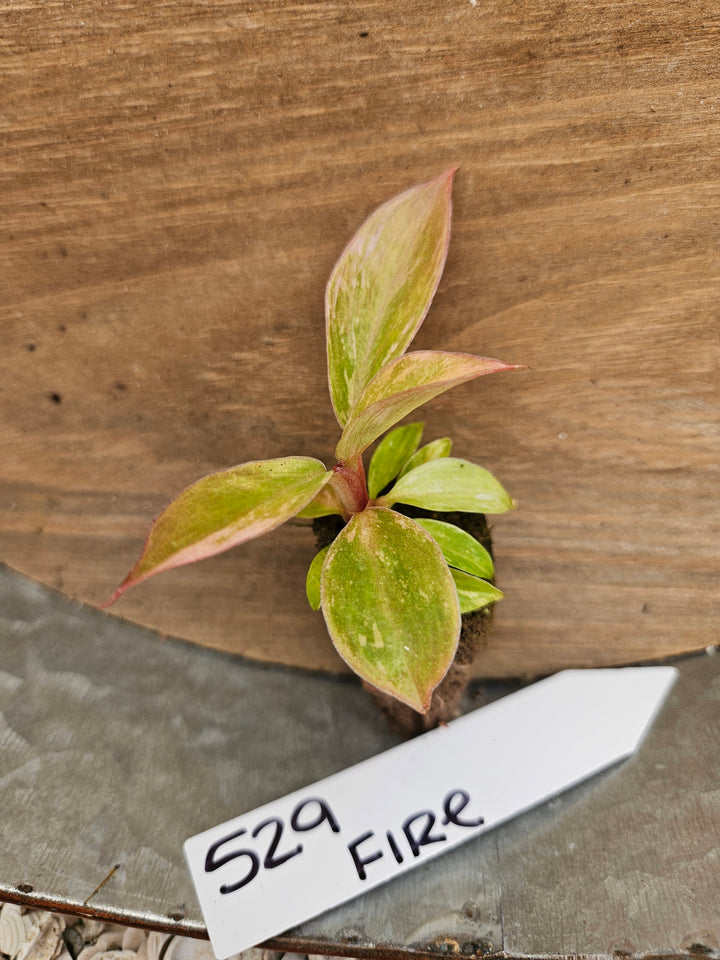 Philodendron Fire Tiger-529