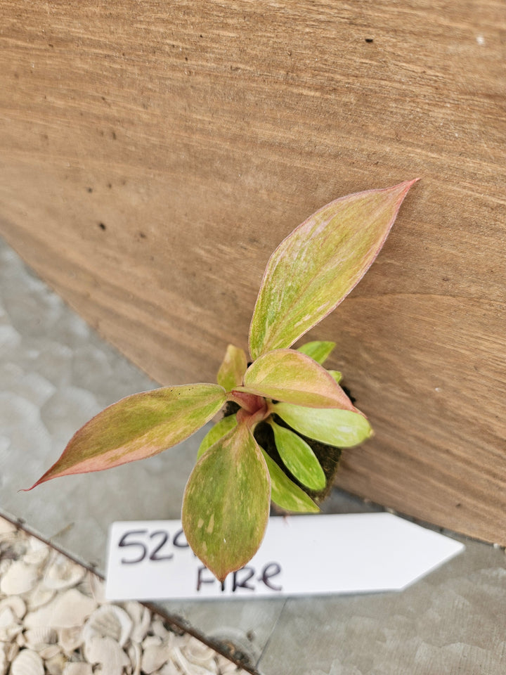 Philodendron Fire Tiger-529