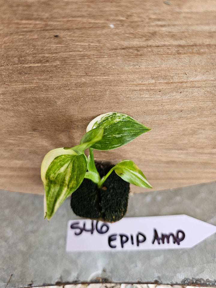 Epipremnum Var Amplissimum-546