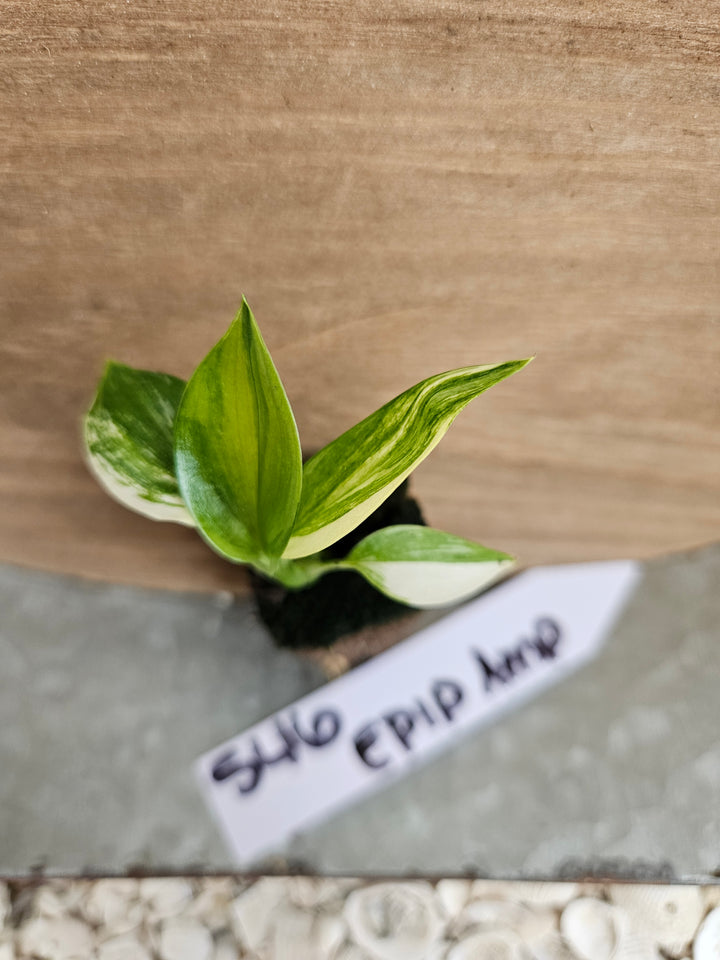 Epipremnum Var Amplissimum-546
