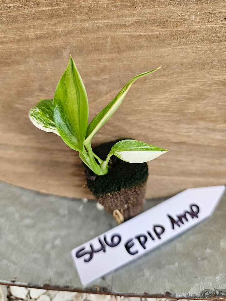 Epipremnum Var Amplissimum-546
