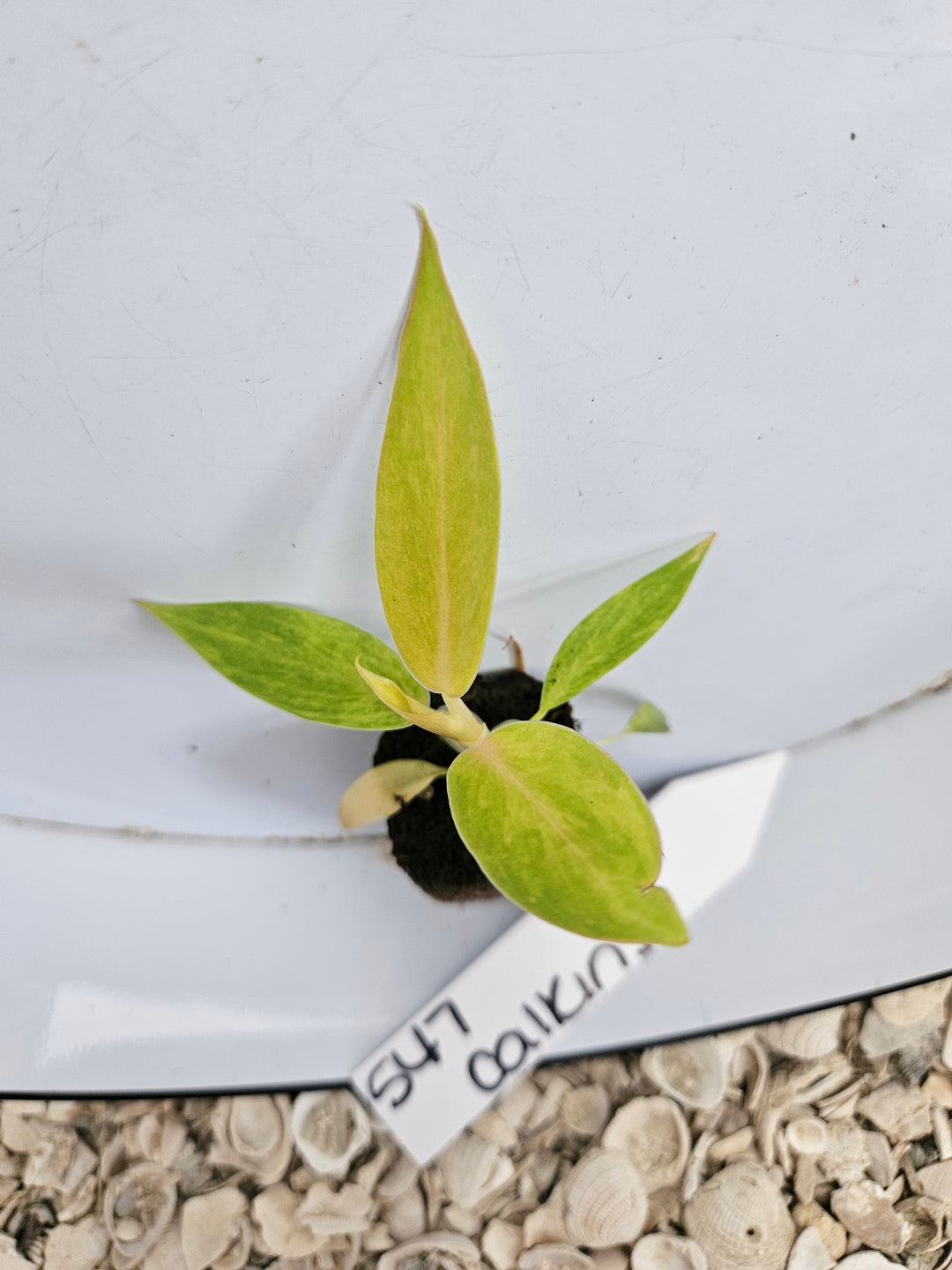 Philodendron Calkins Gold-547