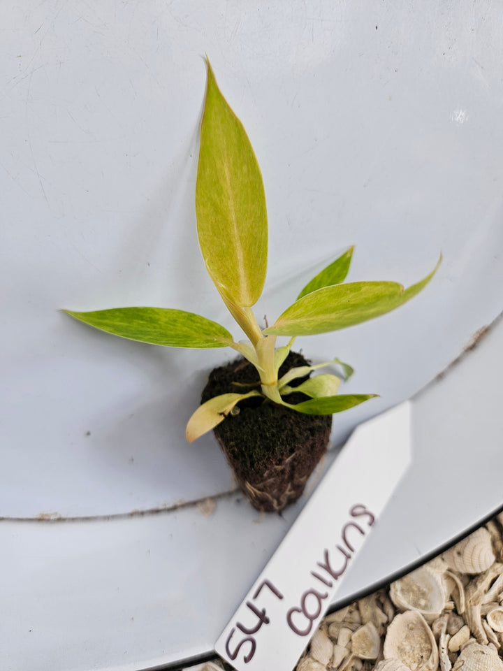Philodendron Calkins Gold-547