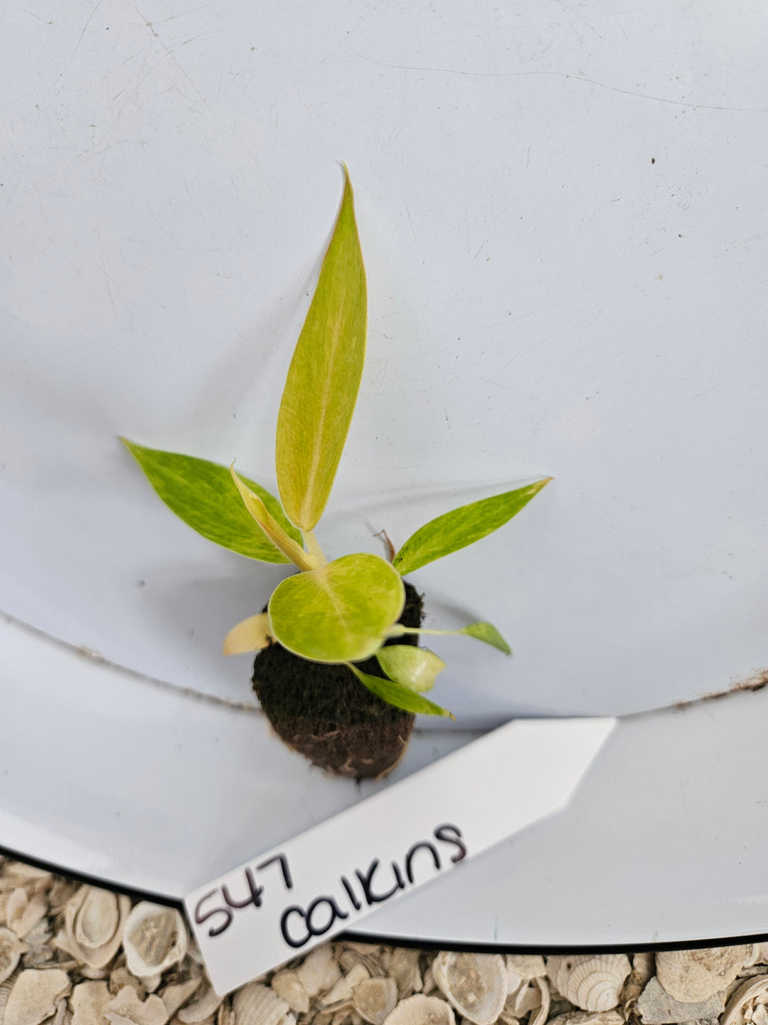 Philodendron Calkins Gold-547