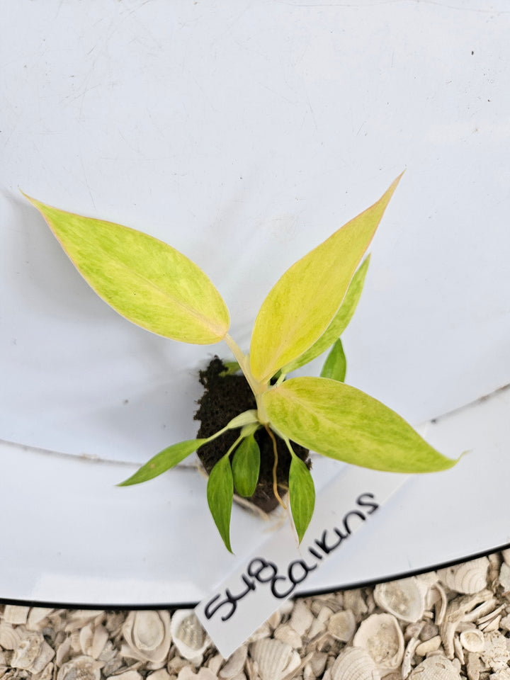 Philodendron Calkins Gold-548