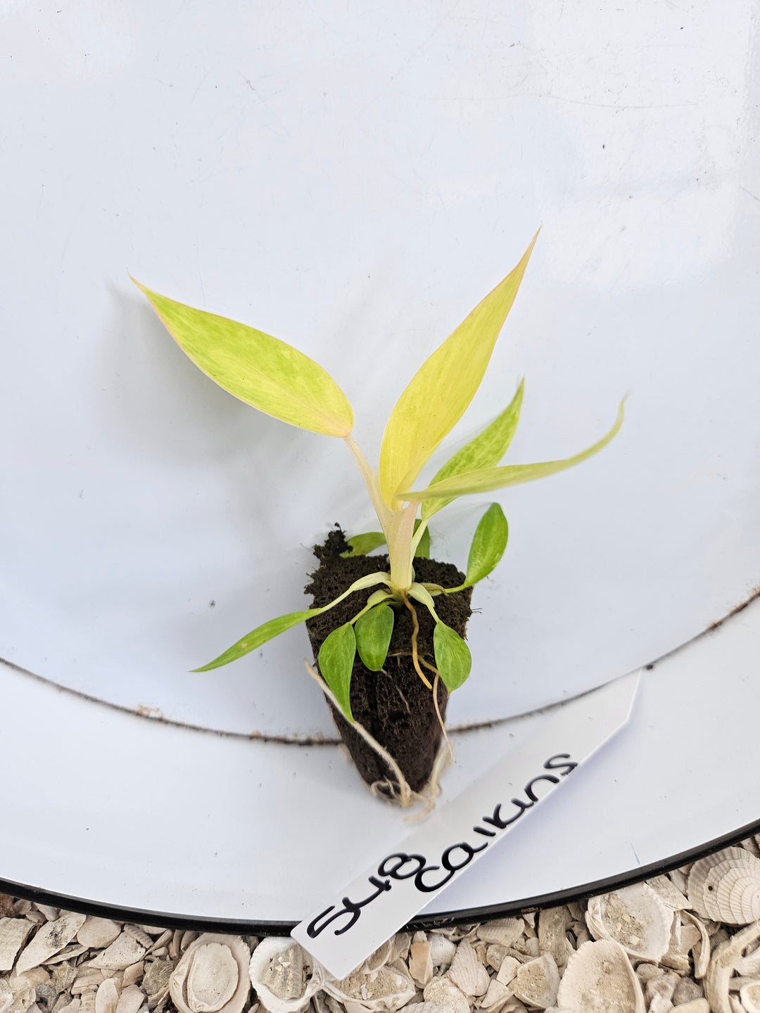 Philodendron Calkins Gold-548