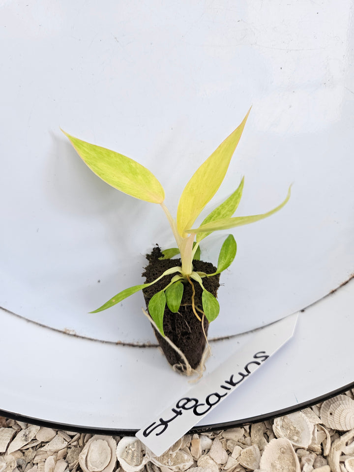Philodendron Calkins Gold-548